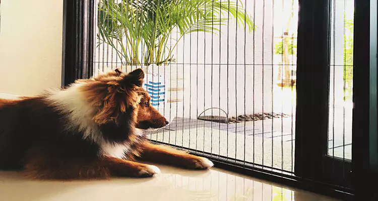 Sliding Screen Pet Door Repair in Alafaya, FL